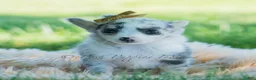 Chihuahua dogs for sale: Bluey - Ad 3