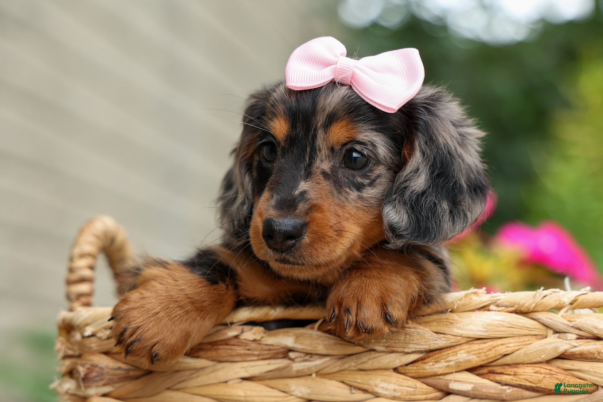 Miniature Dachshund dogs   Hailey 🎀 - Ad 2
