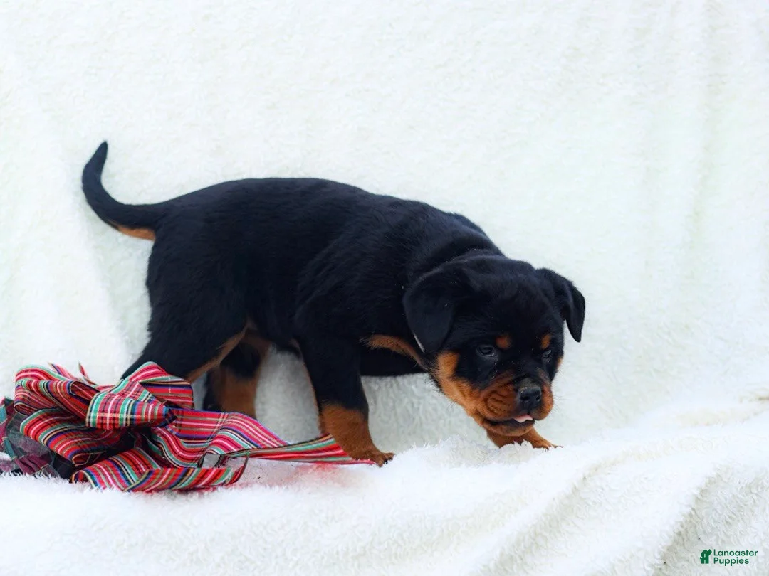 Rottweiler dogs for sale: Tara - Ad 4