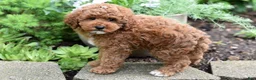 Miniature Poodle dogs for sale: Barney - Ad 4