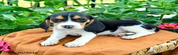 Beagle dogs for sale: Hailey - Ad 4