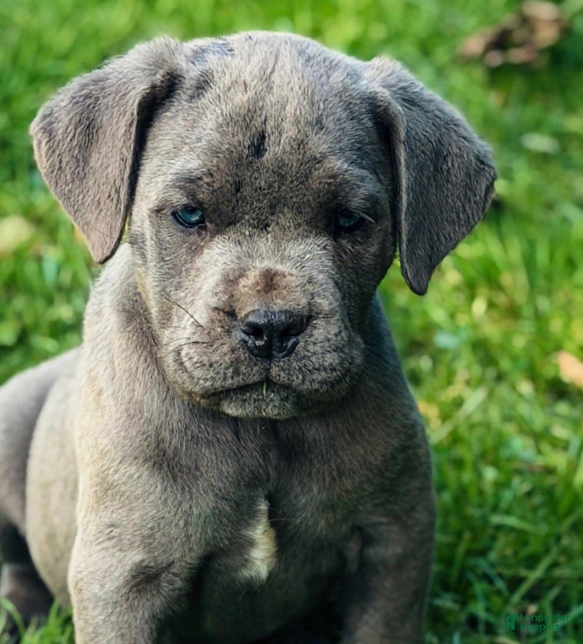 Cane Corso dogs Big Easy Blue  - Ad 1