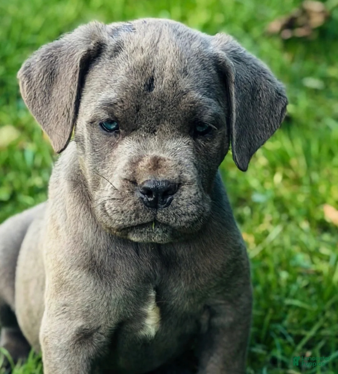 Cane Corso dogs for sale: Big Easy Blue  - Ad 1