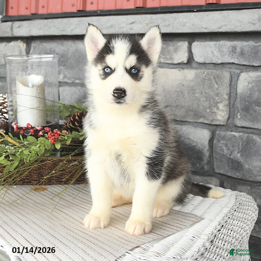 Siberian Husky dogs Gracie - Ad 8