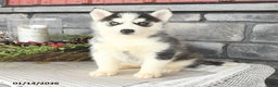 Siberian Husky dogs for sale: Gracie - Ad 1