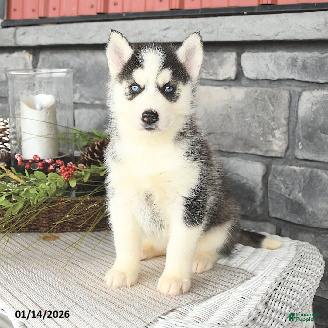 Siberian Husky dogs for sale: Gracie - Ad 1