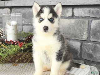 Siberian Husky dogs Gracie - Ad 20