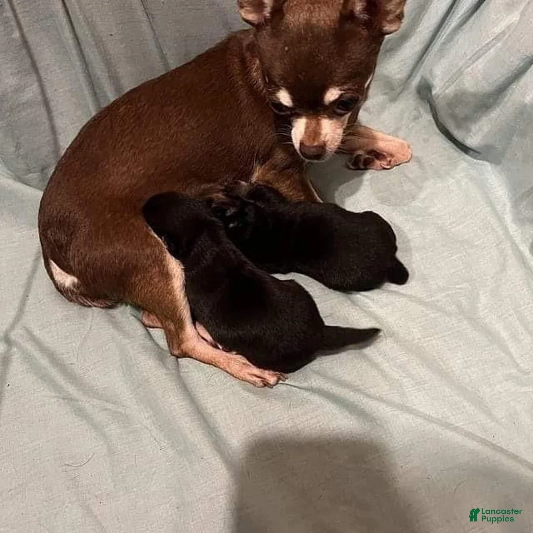 Gallery Image {{count}}