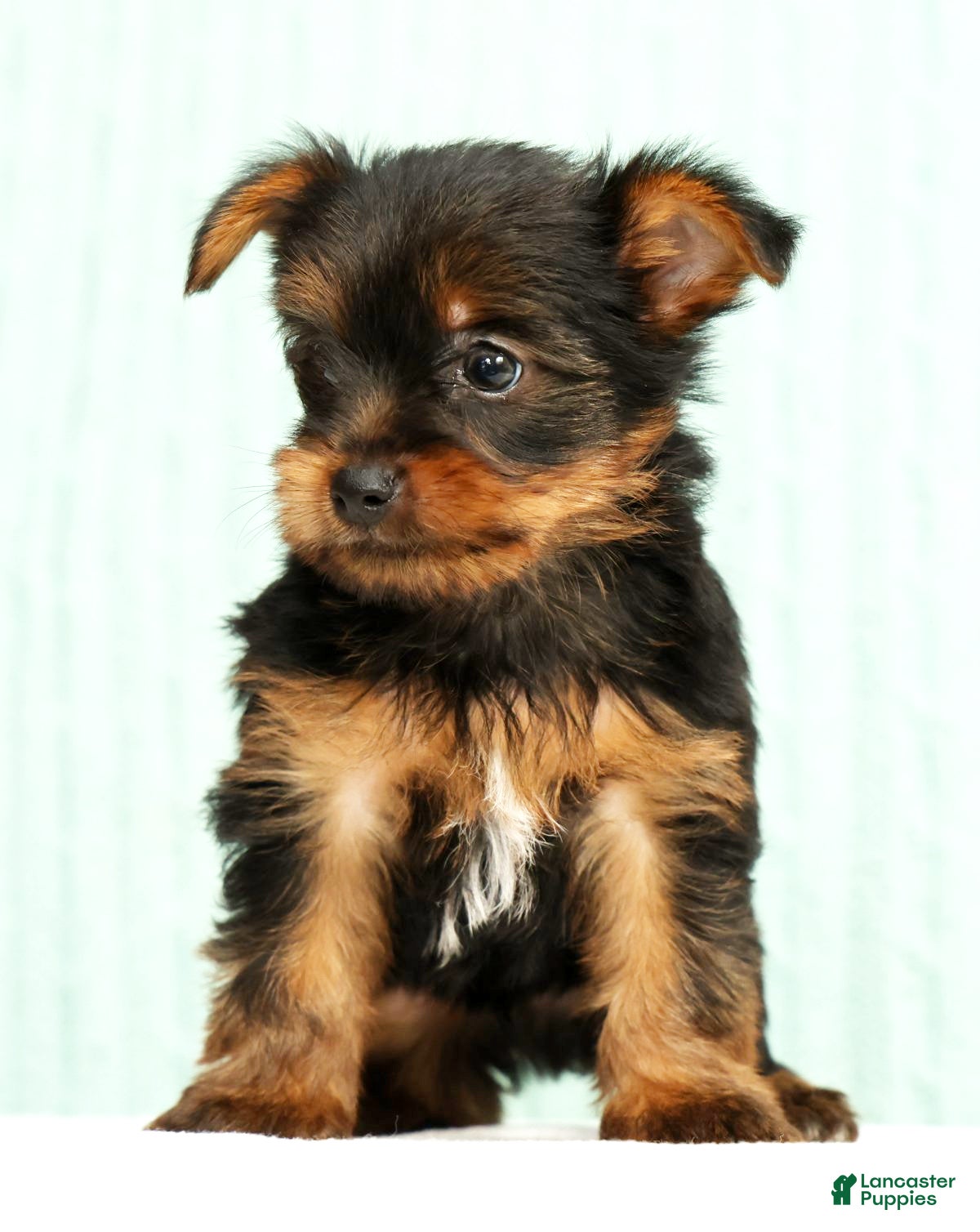 Yorkshire Terrier dogs Mitch - Ad 2
