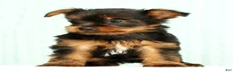 Yorkshire Terrier dogs for sale: Mitch - Ad 2