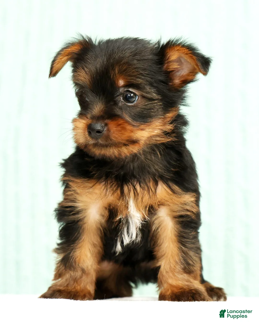 Yorkshire Terrier dogs for sale: Mitch - Ad 2