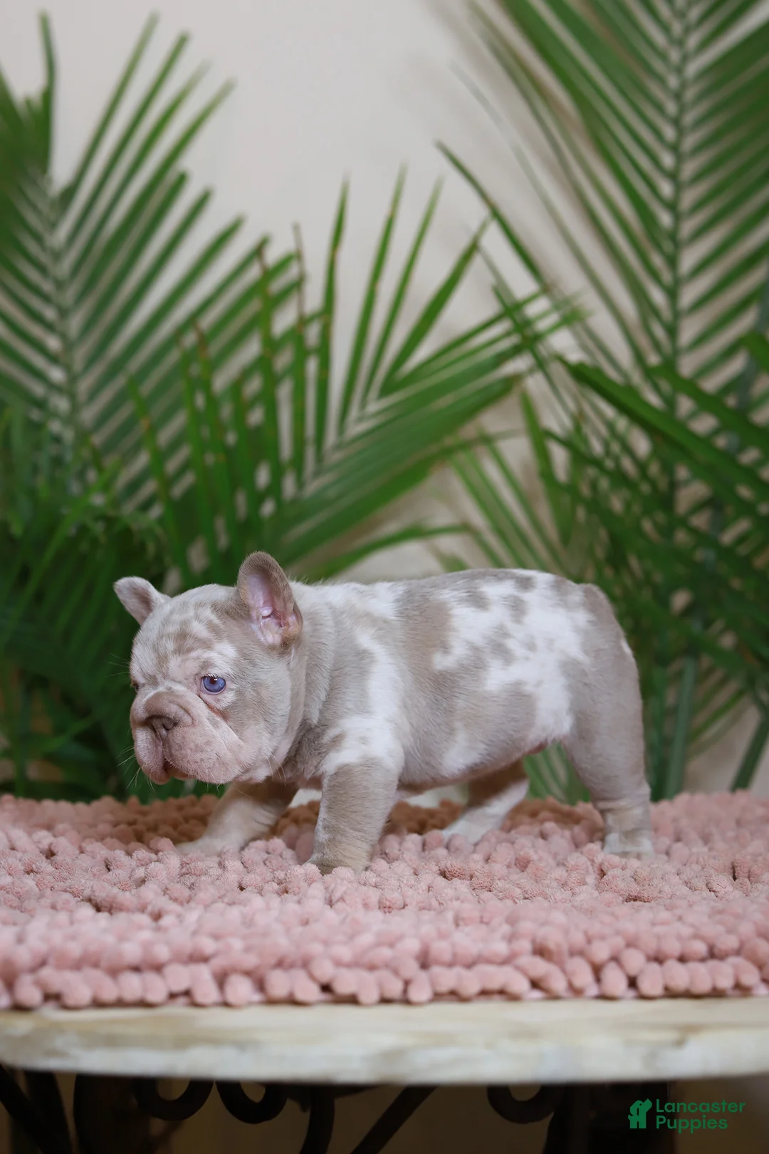 French Bulldog dogs for sale: ROXI - Ad 3