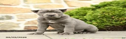 Cane Corso dogs for sale: Bandit - Ad 1