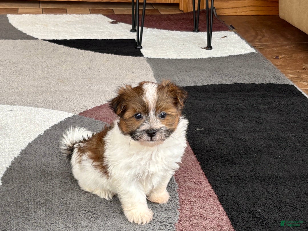 Havanese dogs for sale: Male 1 - Ad 4