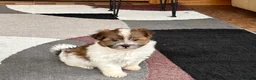 Havanese dogs for sale: Male 1 - Ad 4