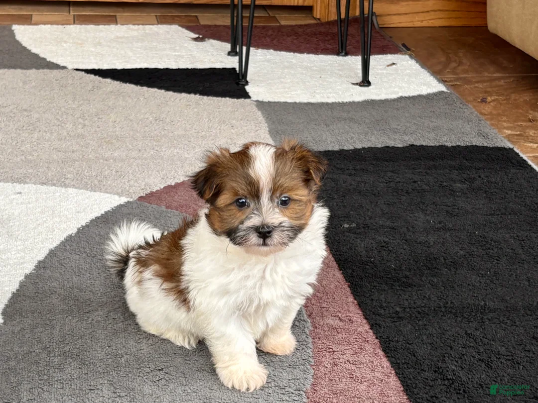 Havanese dogs for sale: Male 1 - Ad 4