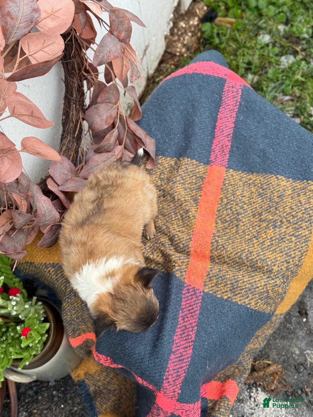 Chihuahua dogs for sale: Bixby - Ad 12