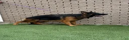 German Shepherd dogs for sale: German Shepherd 1 - Ad 2