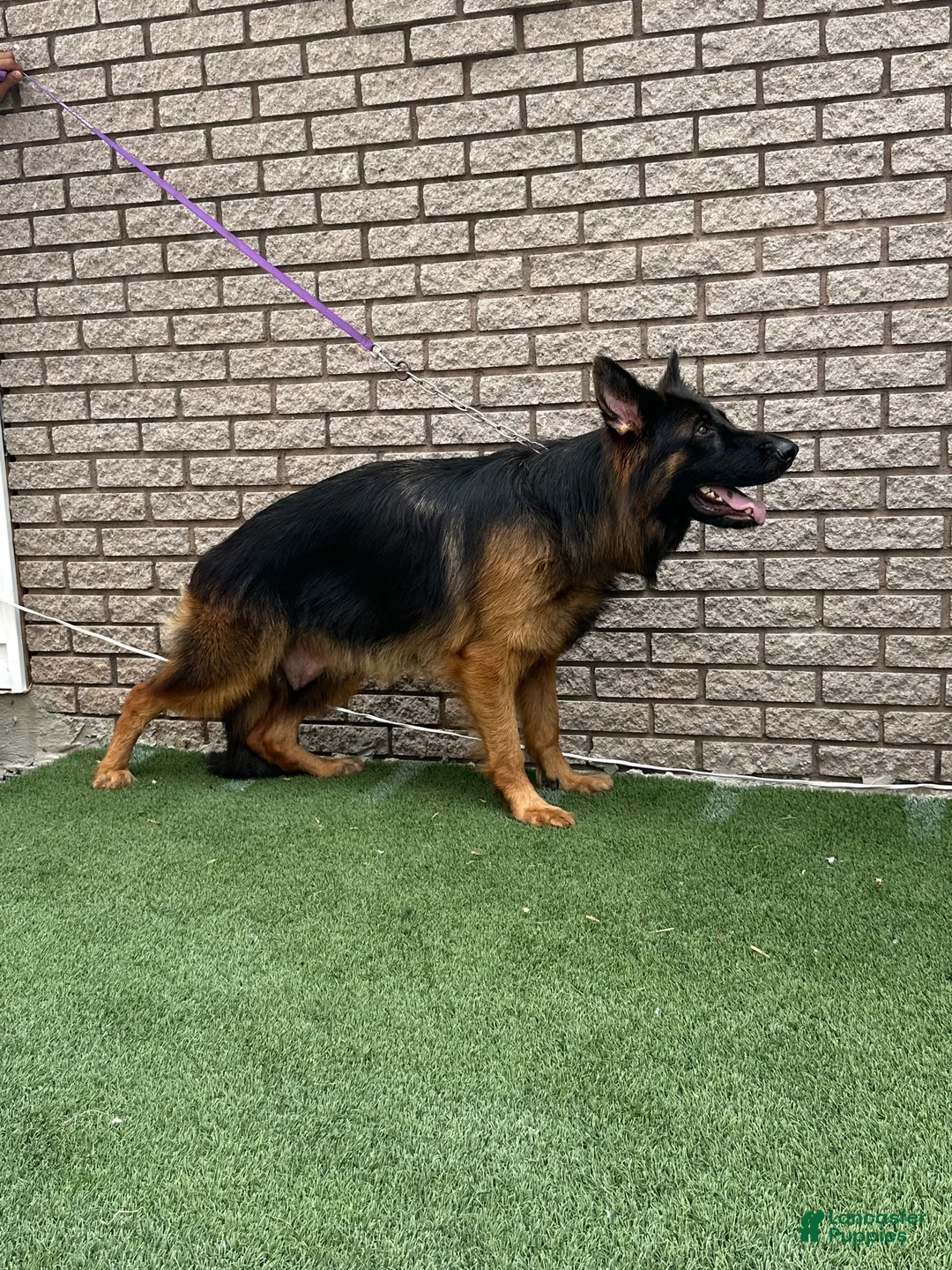 German Shepherd dogs for sale: German Shepherd 1 - Ad 2