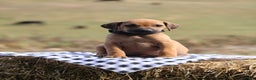Rhodesian Ridgeback dogs for sale: Juniper - Ad 2