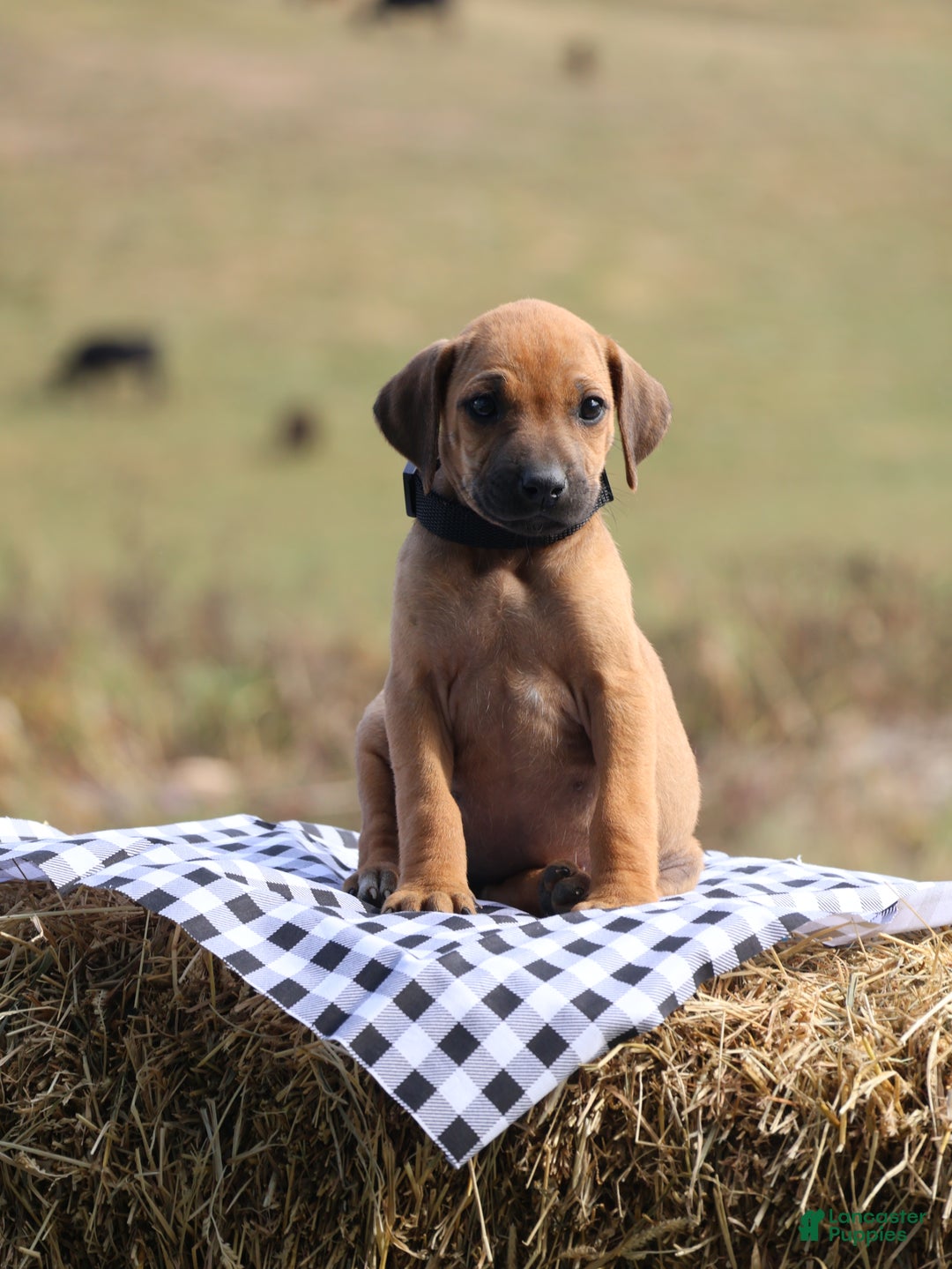 Rhodesian Ridgeback dogs for sale: Juniper - Ad 2