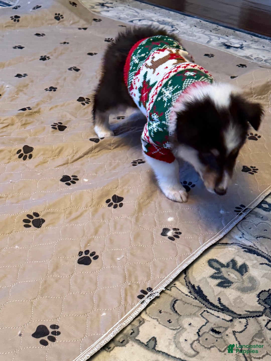 Collie dogs for sale: Collie Puppy 7 - Ad 3