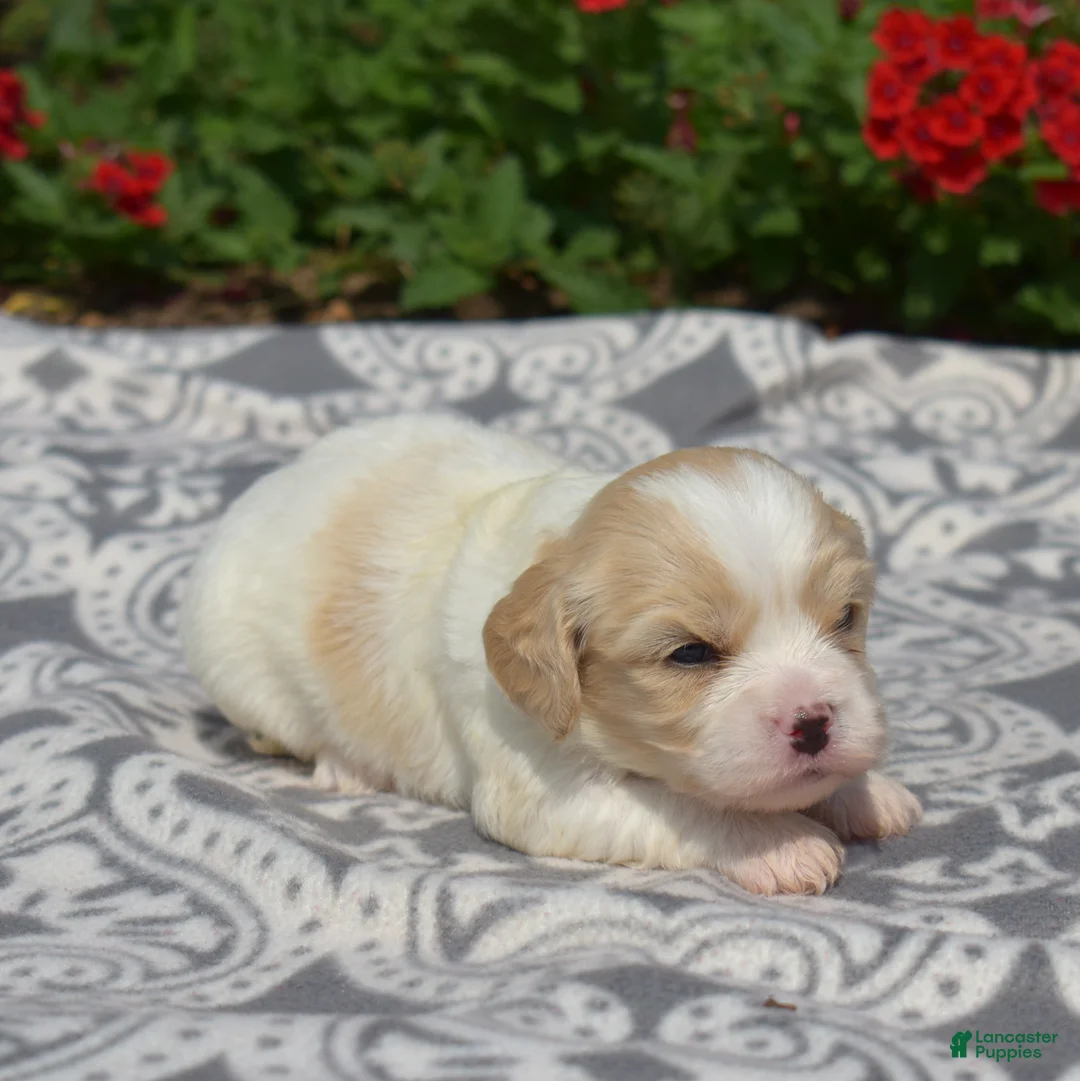 Cavachon dogs for sale: Firecracker - Ad 6