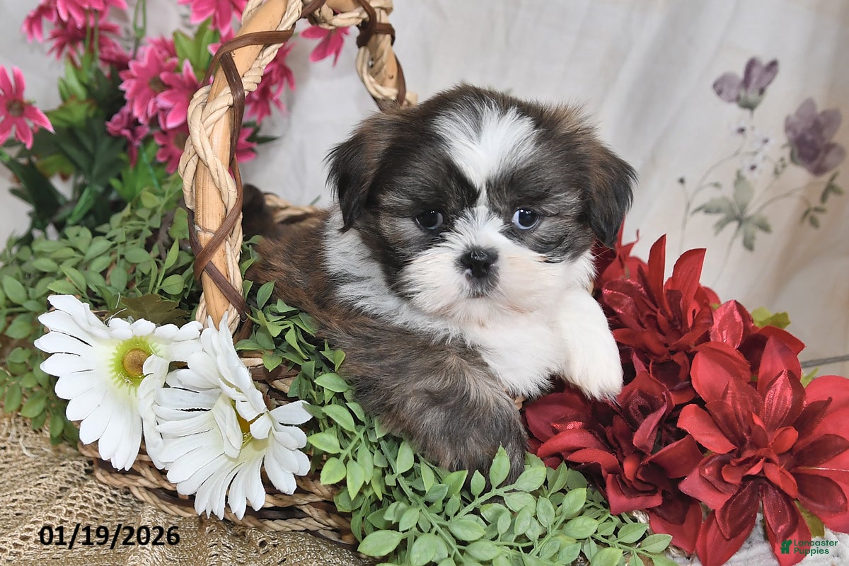 Shih Tzu dogs Trooper - Ad 33