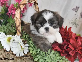 Shih Tzu dogs Trooper - Ad 20