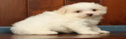 Pomapoo dogs for sale: Peanut - Ad 8