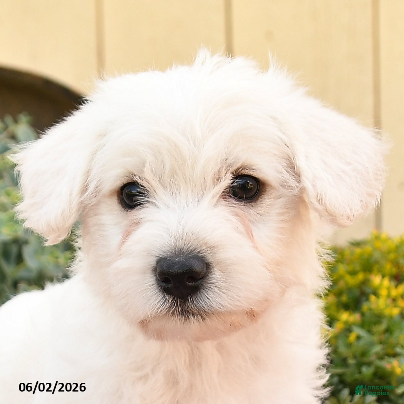 Westiepoo dogs for sale: Ronald - Ad 4