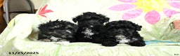 Maltipoo dogs for sale: Herman - Ad 5