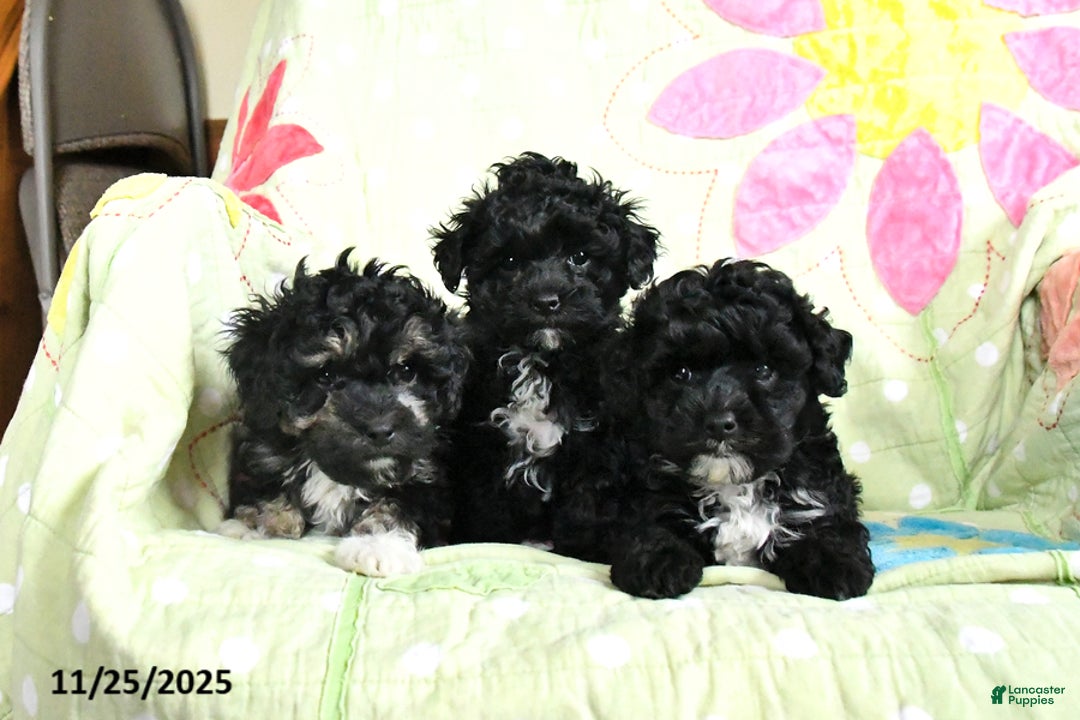 Maltipoo dogs for sale: Herman - Ad 5