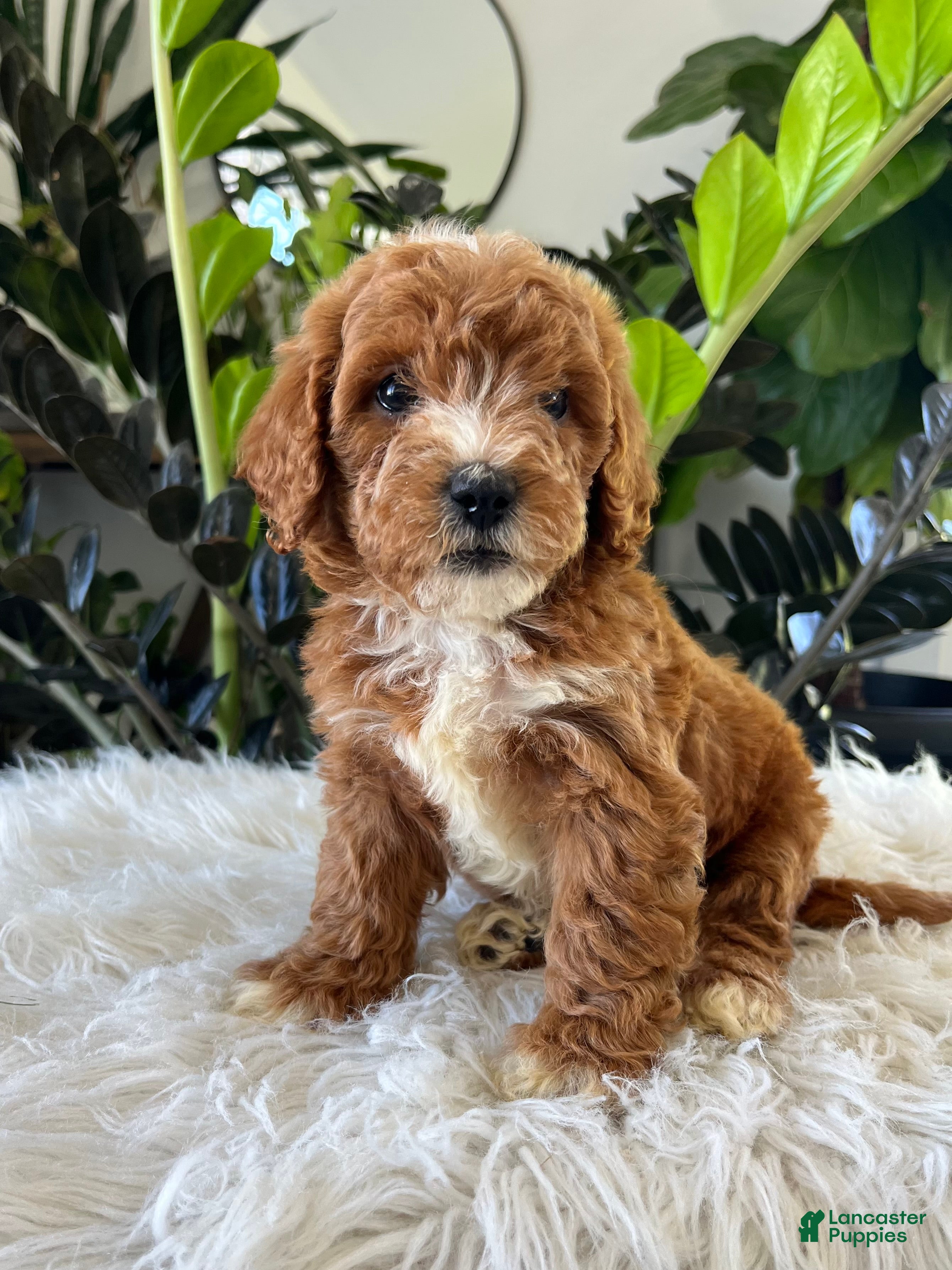 Mini Goldendoodle dogs Teddy - Ad 1