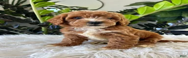 Teddy