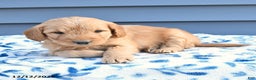 Goldendoodle dogs for sale: Bear - Ad 4