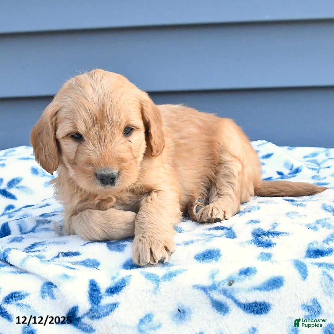Goldendoodle dogs for sale: Bear - Ad 4