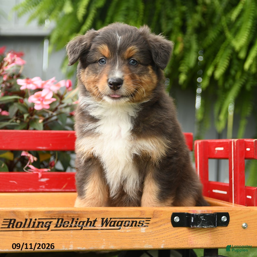 Australian Shepherd dogs Rain - Ad 1