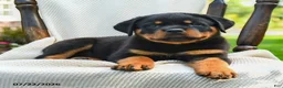 Rottweiler dogs for sale: Samson - Ad 2