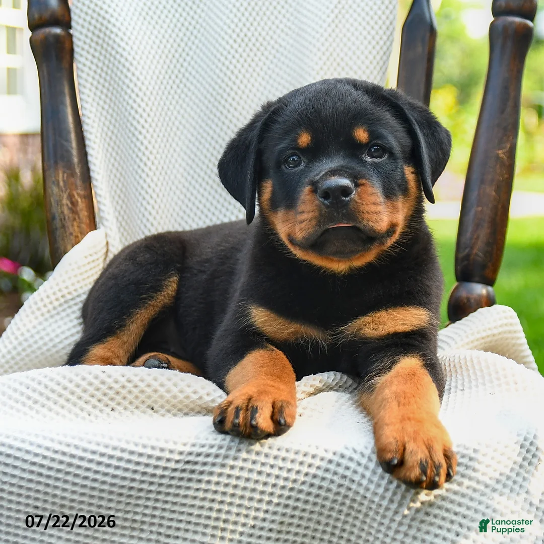 Rottweiler dogs for sale: Samson - Ad 2