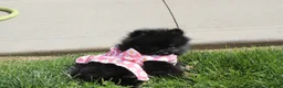 Pomeranian dogs for sale: Connie  - Ad 4