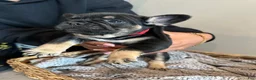 French Bulldog dogs for sale: Roddy - Ad 11