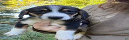 Mixed Breed dogs for sale: Female #6 - Ad 3