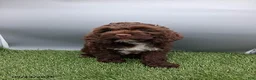 Cockapoo dogs for sale: Amber - Ad 2