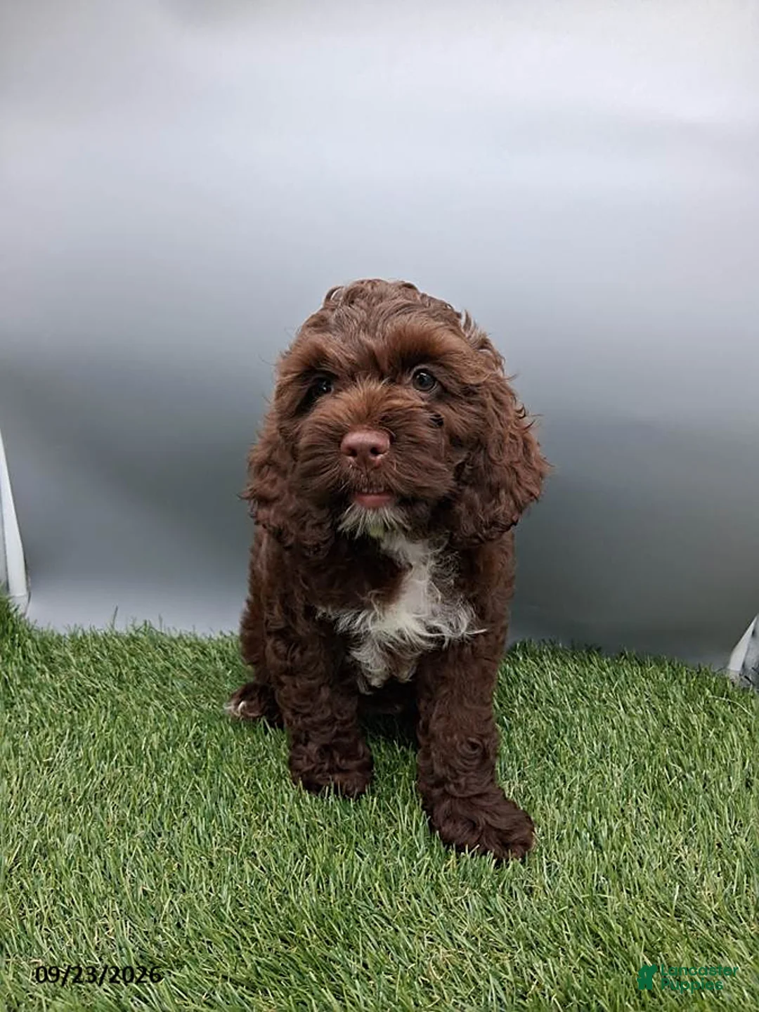 Cockapoo dogs for sale: Amber - Ad 2