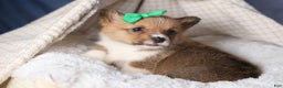 Welsh Corgi Pembroke dogs for sale: REX - Ad 2