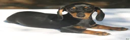 Dachshund dogs for sale: Darlene  - Ad 2