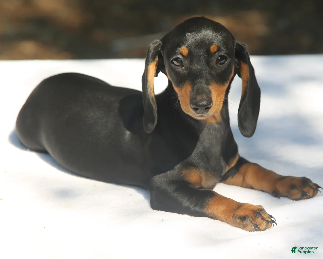 Dachshund dogs for sale: Darlene  - Ad 2