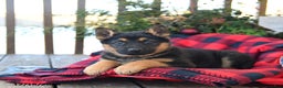 German Shepherd dogs for sale: Mistletoe - Ad 1