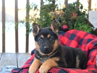 German Shepherd dogs Mistletoe - Ad 34